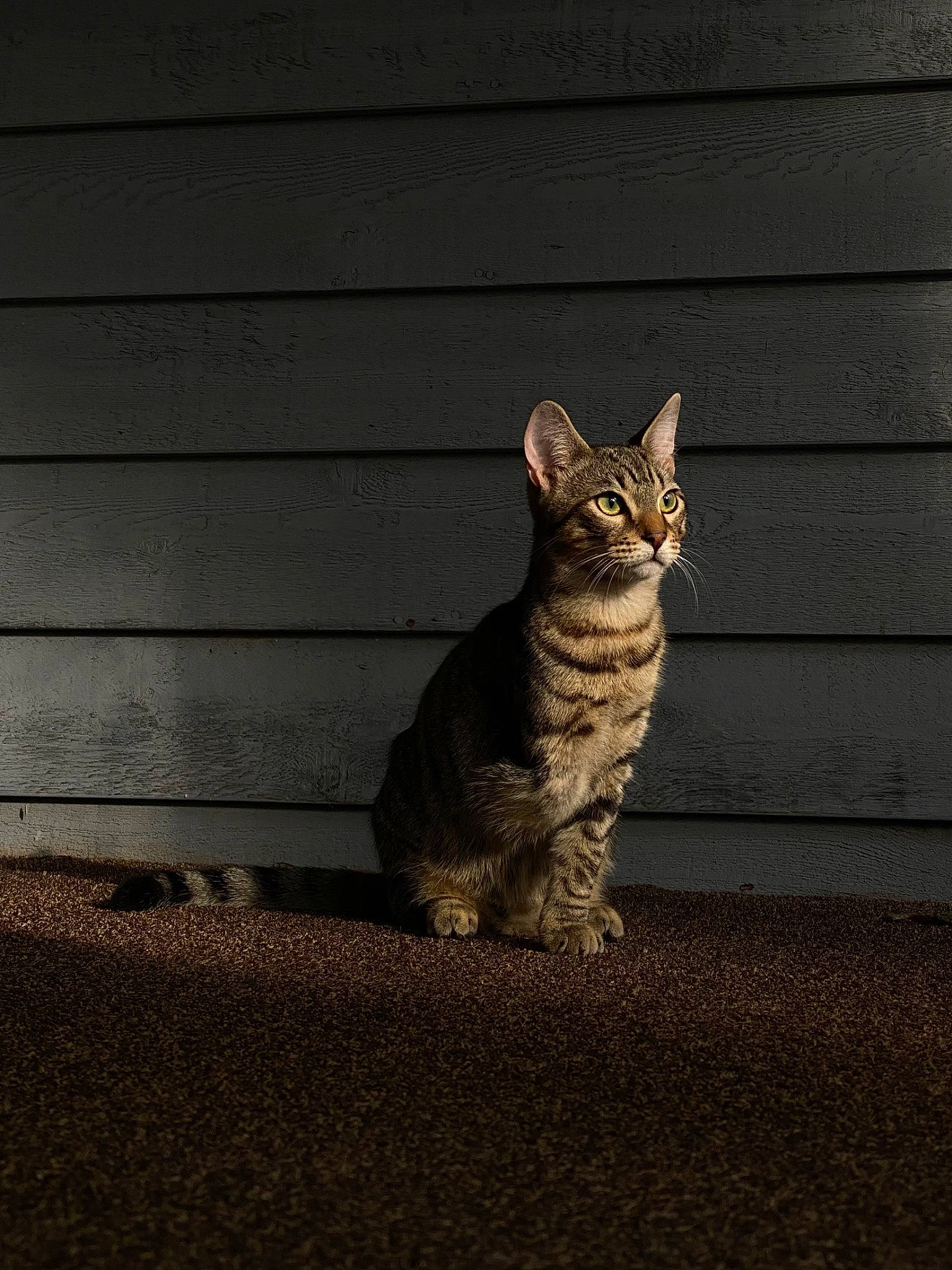 Frog joined the competition — help win amazing prizes! asphalt, carnivore, cat, claw, darkness, domestic_short_haired_cat, fawn, felidae, fur, grey, paw, road_surface, sitting, small_to_medium_sized_cats, snout, tail, terrestrial_animal, tints_and_shades, whiskers, wood