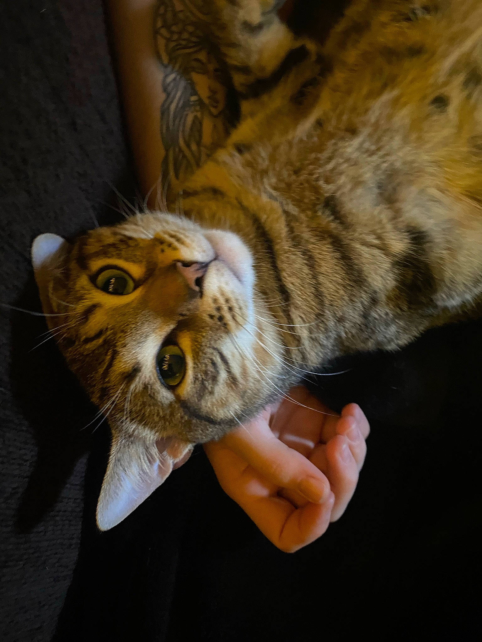 Frog joined the competition — help win amazing prizes! carnivore, cat, claw, domestic_short_haired_cat, ear, felidae, fur, hand, paw, plant, small_to_medium_sized_cats, snout, whiskers