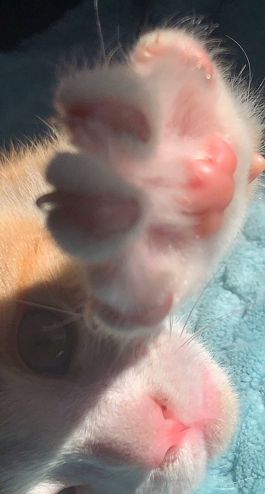 Cutie Pie joined the competition — help win amazing prizes! beard, cat, close_up, ear, eyebrow, eyelash, fawn, felidae, fur, gesture, mammal, mouth, nose, organism, paw, skin, small_to_medium_sized_cats, snout, vertebrate, whiskers