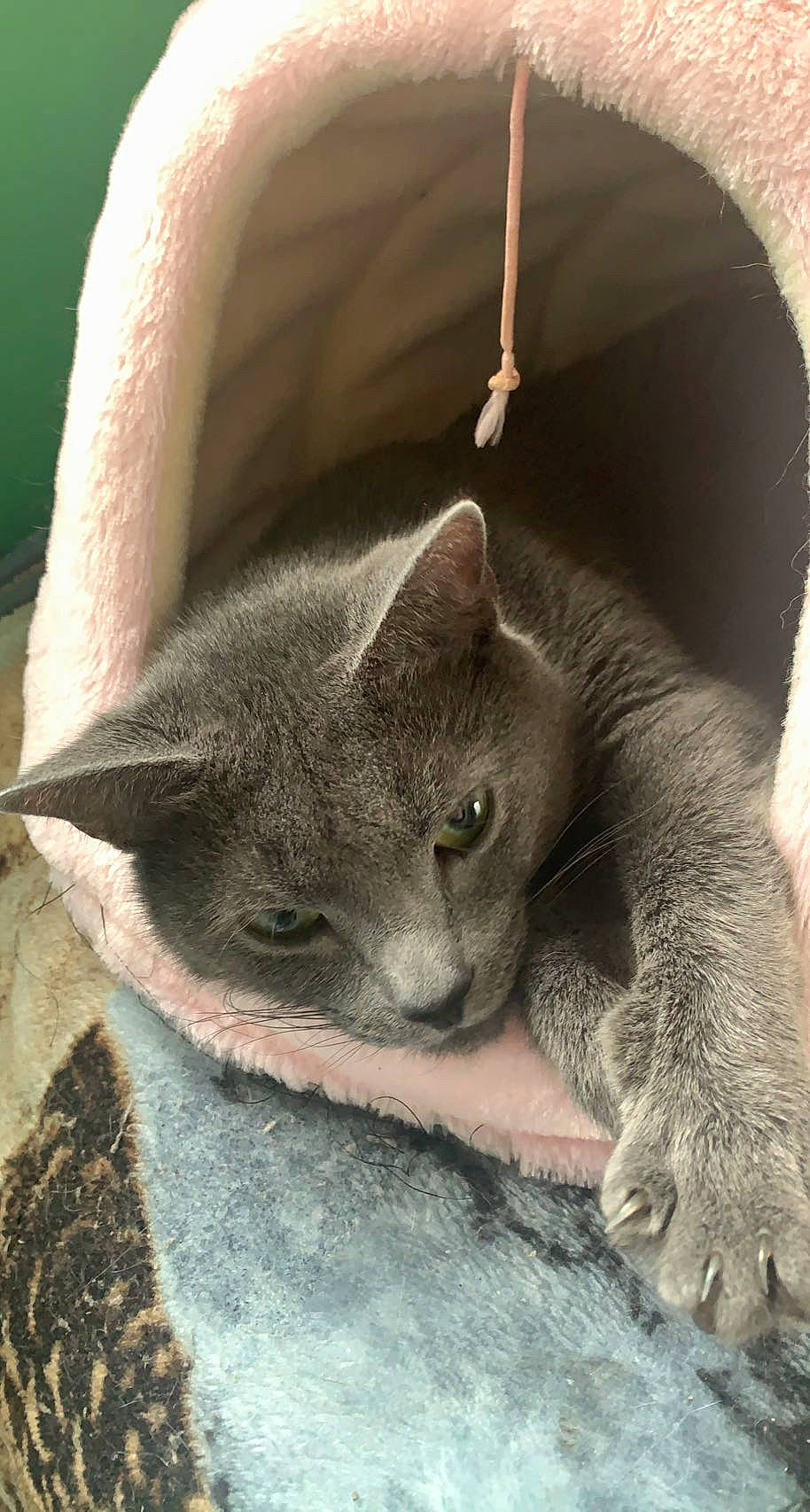 Aria joined the competition — help win amazing prizes! carnivore, cat, cat_bed, cat_supply, comfort, domestic_short_haired_cat, ear, eye, felidae, fur, grey, leg, nap, russian_blue, sleep, small_to_medium_sized_cats, snout, tail, whiskers, window