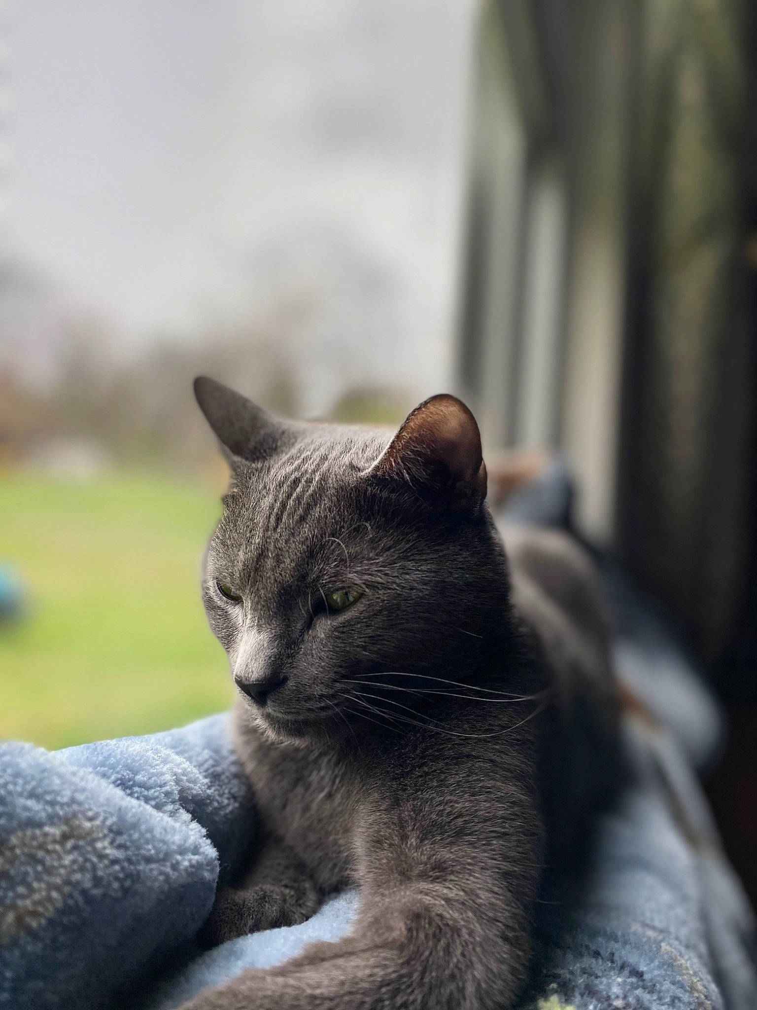 Aria joined the competition — help win amazing prizes! carnivore, cat, chartreux, domestic_short_haired_cat, felidae, fur, grass, grey, paw, russian_blue, sitting, sky, small_to_medium_sized_cats, snout, tail, terrestrial_animal, tree, whiskers, wildlife