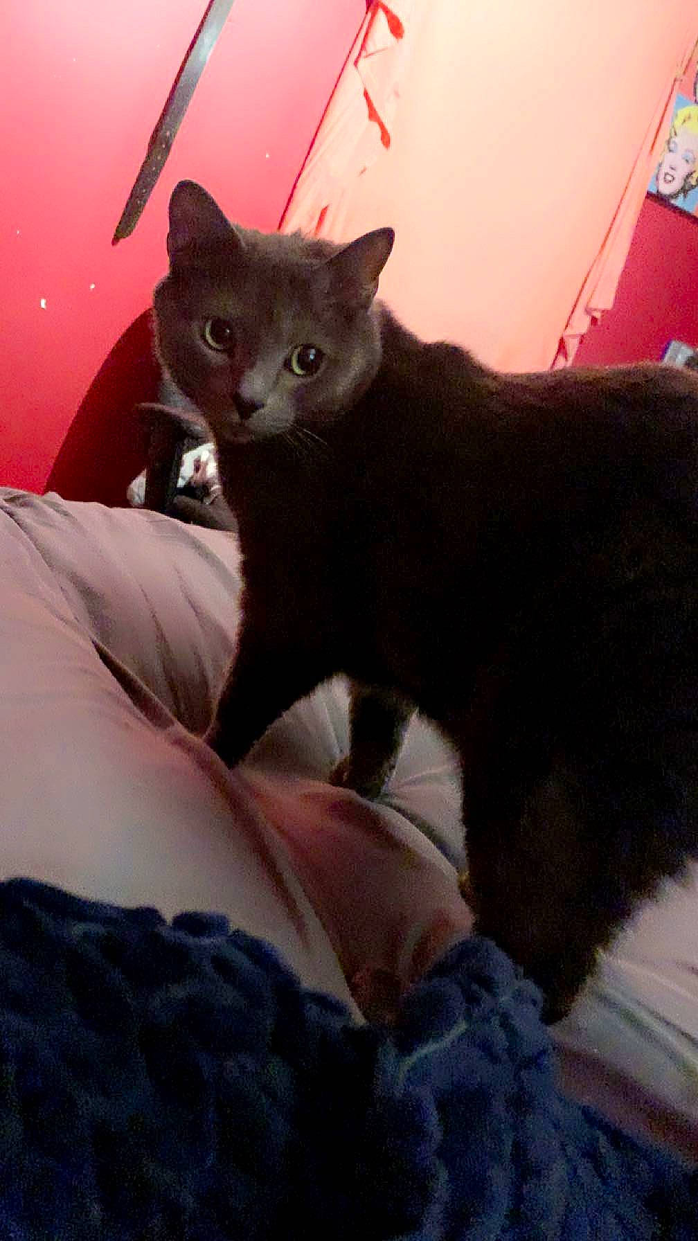 Aria is registered to the contest to win money with this photo: carnivore, cat, claw, comfort, domestic_short_haired_cat, fawn, felidae, fur, grey, sitting, small_to_medium_sized_cats, snout, tail, terrestrial_animal, whiskers