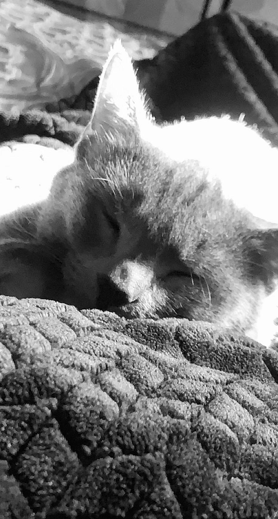 Aria is registered to the contest to win money with this photo: black_and_white, carnivore, cat, claw, close_up, comfort, domestic_short_haired_cat, felidae, fur, grey, mammal, monochrome, monochrome_photography, paw, small_to_medium_sized_cats, snout, style, tail, vertebrate, whiskers