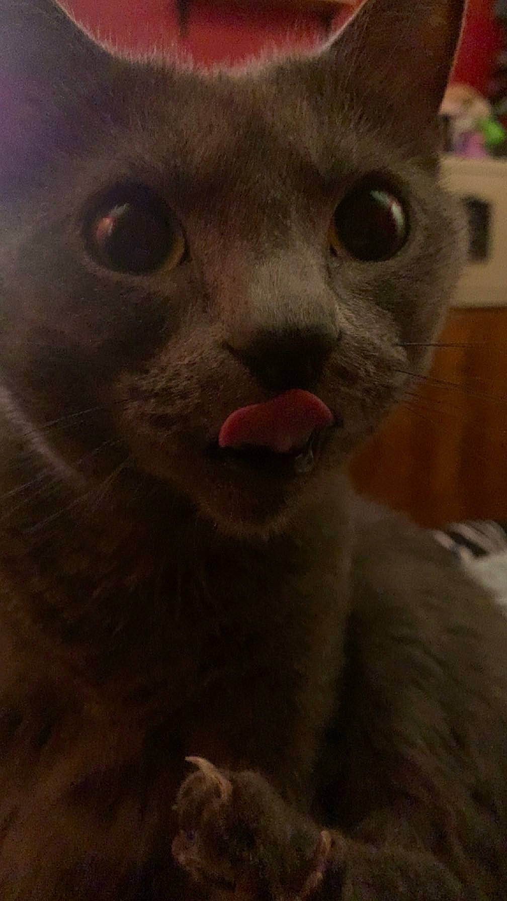 Aria is registered to the contest to win money with this photo: art, carnivore, cat, domestic_short_haired_cat, ear, eye, eyelash, fawn, felidae, fur, grey, iris, small_to_medium_sized_cats, snout, terrestrial_animal, whiskers