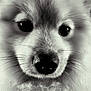 dog, close_up, black_and_white, fluffy, face, fur, whiskers, nose, eyes, pet, animal, cute, portrait, muzzle, soft, adorable, domestic_animal, canine, furry, snout