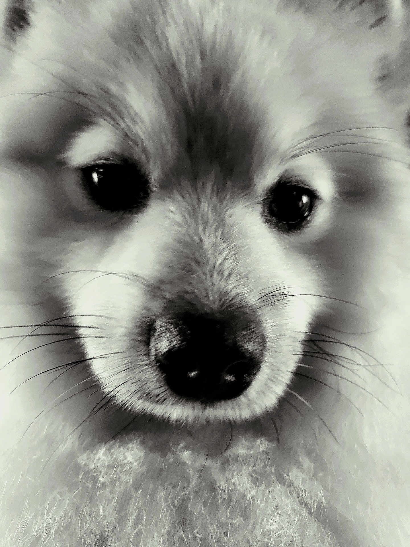 Venom a rejoint le concours — aidez-le/la à gagner de superbes lots ! dog, close_up, black_and_white, fluffy, face, fur, whiskers, nose, eyes, pet, animal, cute, portrait, muzzle, soft, adorable, domestic_animal, canine, furry, snout