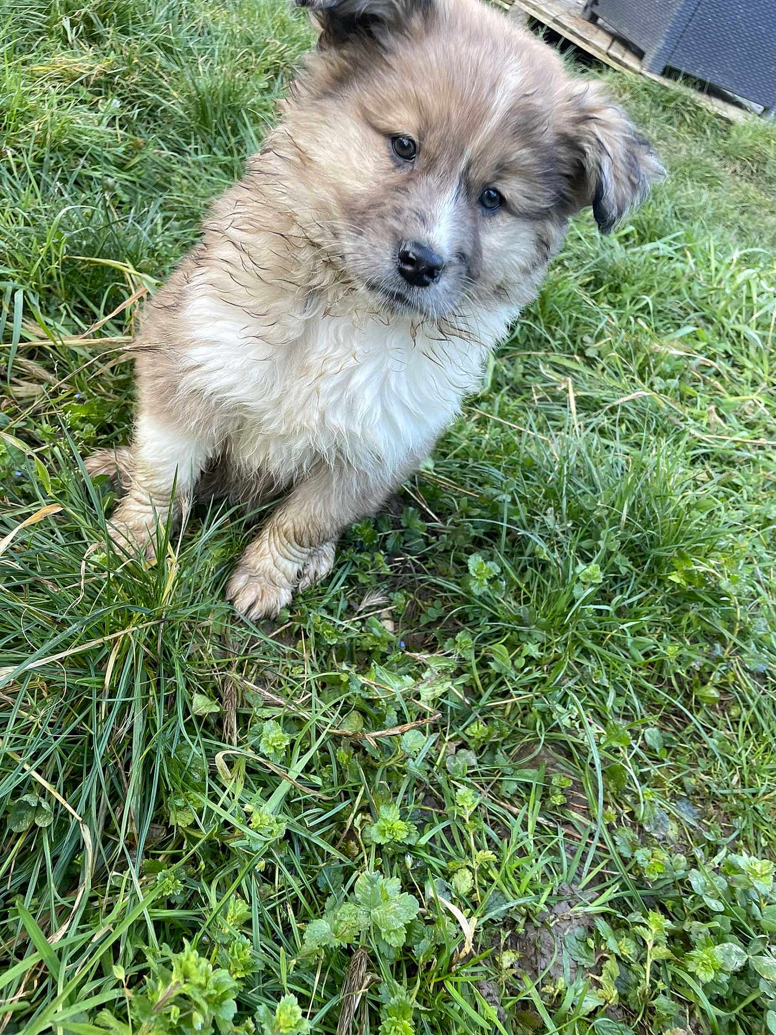 Maya