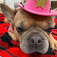 Ali Berry joined the competition — help win amazing prizes! animal, black, blanket, brown_dog, close_up, cowboy_hat, cute, dog, ears, expression, face, french_bulldog, fur, hat, indoor, nose, pet, pink_hat, red, resting