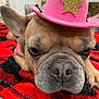 animal, black, blanket, brown_dog, close_up, cowboy_hat, cute, dog, ears, expression, face, french_bulldog, fur, hat, indoor, nose, pet, pink_hat, red, resting