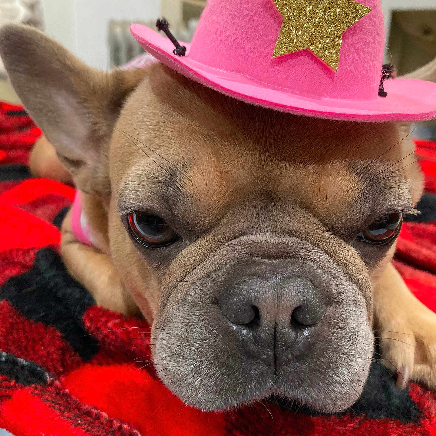 Ali Berry joined the competition — help win amazing prizes! animal, black, blanket, brown_dog, close_up, cowboy_hat, cute, dog, ears, expression, face, french_bulldog, fur, hat, indoor, nose, pet, pink_hat, red, resting