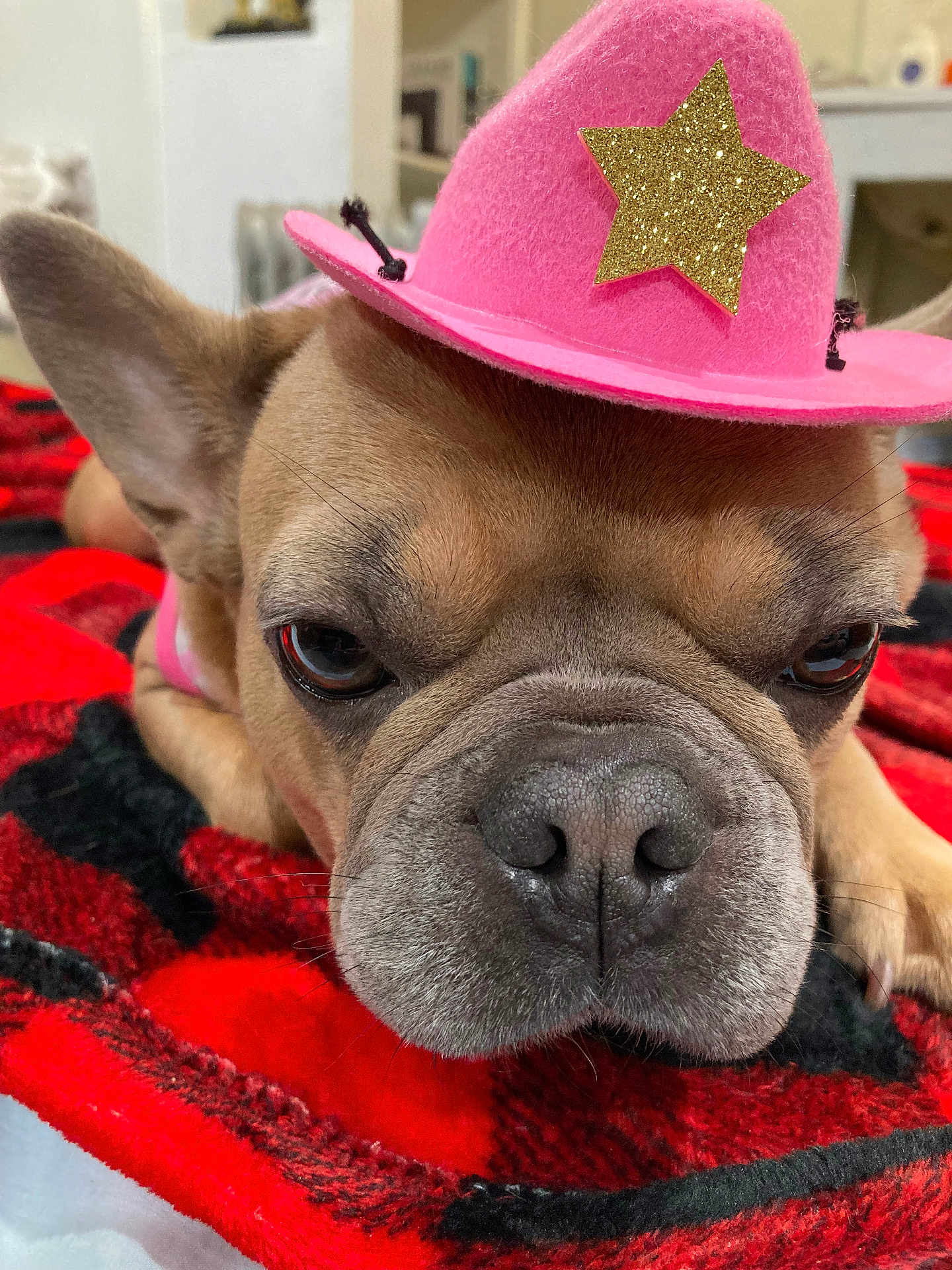 Ali Berry joined the competition — help win amazing prizes! animal, black, blanket, brown_dog, close_up, cowboy_hat, cute, dog, ears, expression, face, french_bulldog, fur, hat, indoor, nose, pet, pink_hat, red, resting