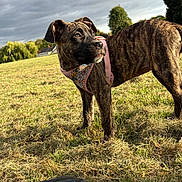 Nova is registered to the contest to win money with this photo: dog, puppy, brindle, harness, grass, field, cloudy_sky, shoe, sneaker, outdoor, nature, tree, sunlight, pet, animal, canine, playful, young_dog, walking, daytime