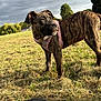 dog, puppy, brindle, harness, grass, field, cloudy_sky, shoe, sneaker, outdoor, nature, tree, sunlight, pet, animal, canine, playful, young_dog, walking, daytime