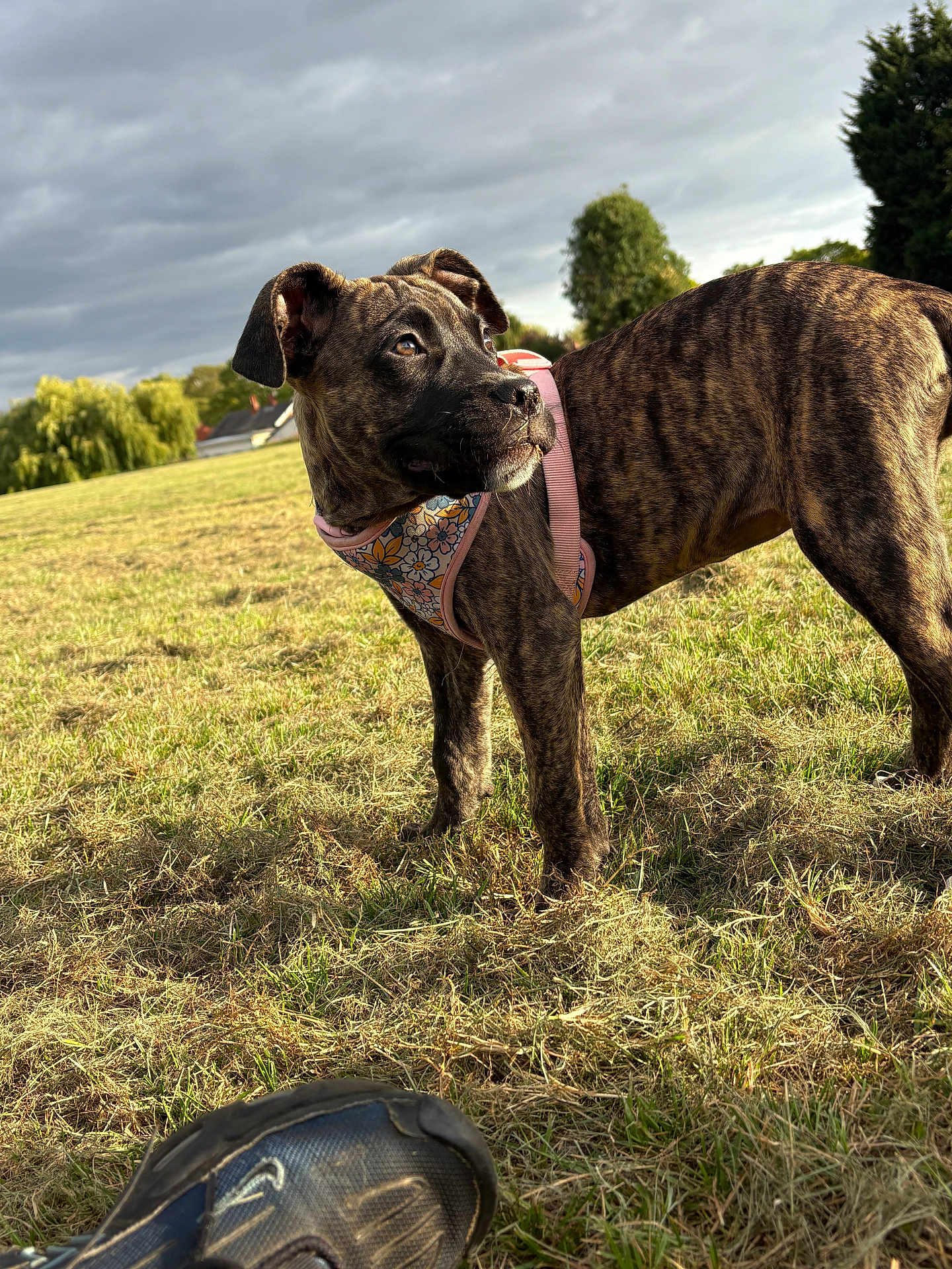 Nova is registered to the contest to win money with this photo: dog, puppy, brindle, harness, grass, field, cloudy_sky, shoe, sneaker, outdoor, nature, tree, sunlight, pet, animal, canine, playful, young_dog, walking, daytime