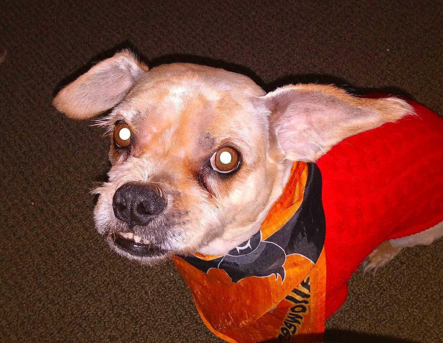 Milo is registered to the contest to win money with this photo: brown, canidae, carnivore, collar, companion_dog, dog, dog_breed, dog_clothes, dog_supply, fawn, fur, liver, orange, pet_supply, snout, sporting_group, terrestrial_animal, toy_dog, whiskers, working_animal