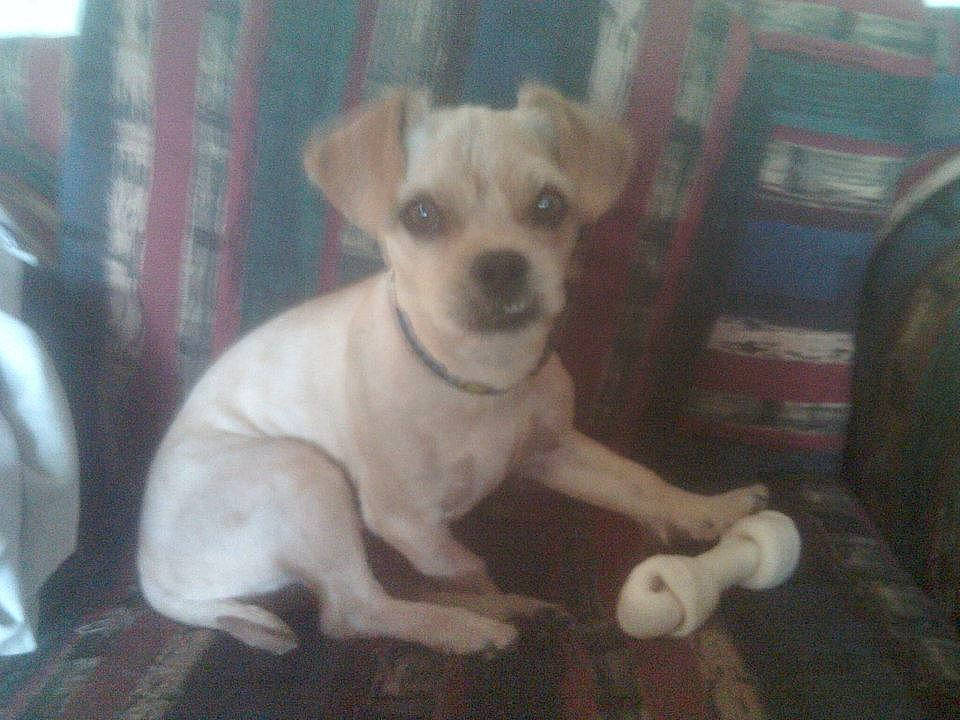 Milo joined the competition — help win amazing prizes! canidae, carnivore, companion_dog, dog, dog_breed, fawn, non_sporting_group, snout, sporting_group, toy_dog, working_animal