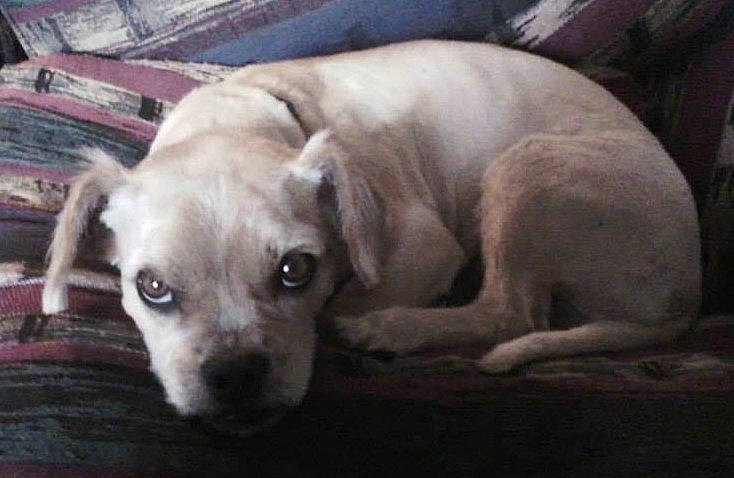 Milo is registered to the contest to win money with this photo: canidae, carnivore, collar, comfort, companion_dog, dog, dog_breed, dog_supply, ear, fawn, fur, liver, non_sporting_group, paw, pet_supply, sporting_group, terrestrial_animal, whiskers, wood, working_animal