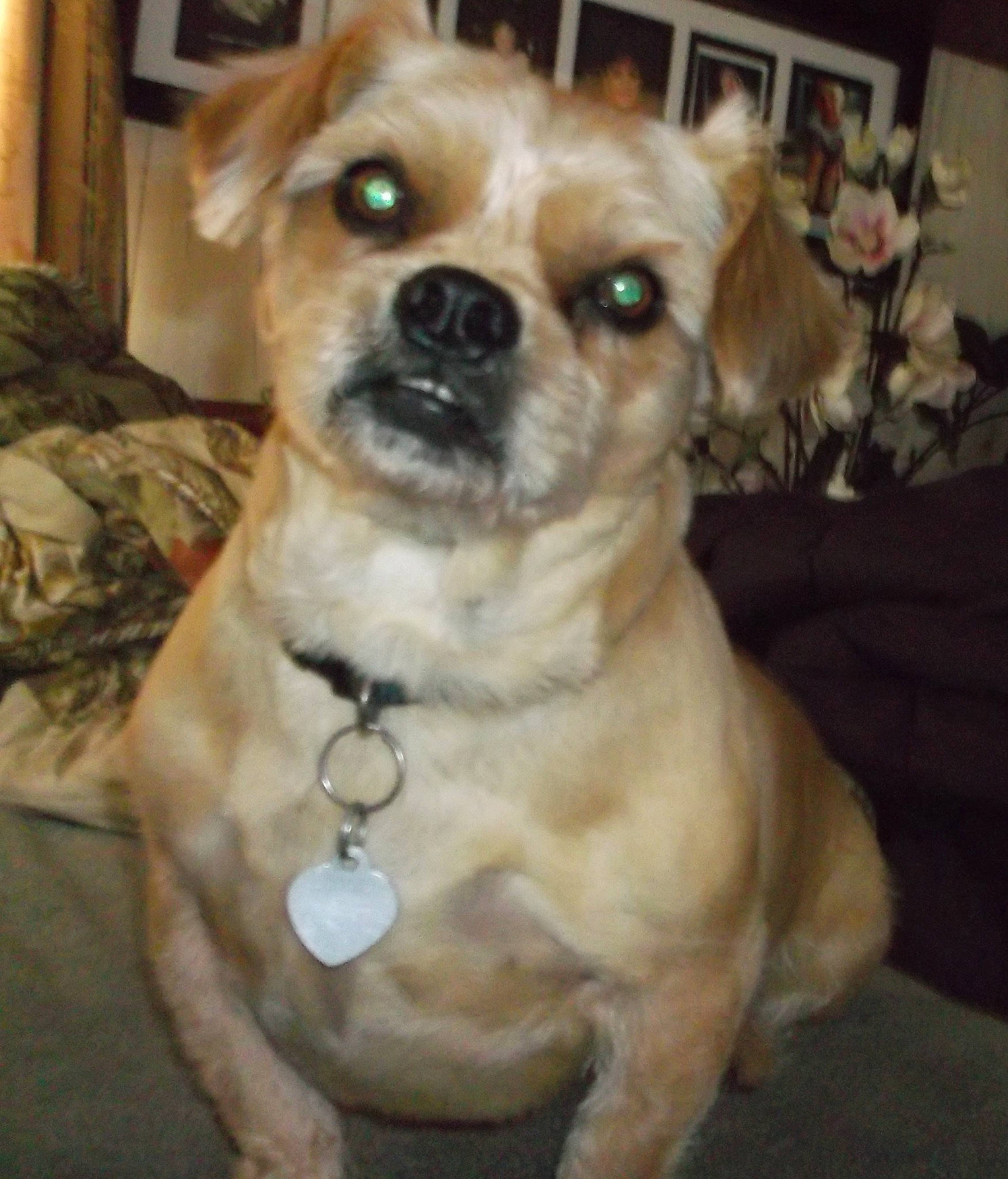 Milo is registered to the contest to win money with this photo: canidae, carnivore, collar, companion_dog, dog, dog_breed, dog_collar, dog_supply, fawn, firefighter, fur, non_sporting_group, pet_supply, puppy, snout, sporting_group, terrestrial_animal, toy_dog, whiskers, working_animal