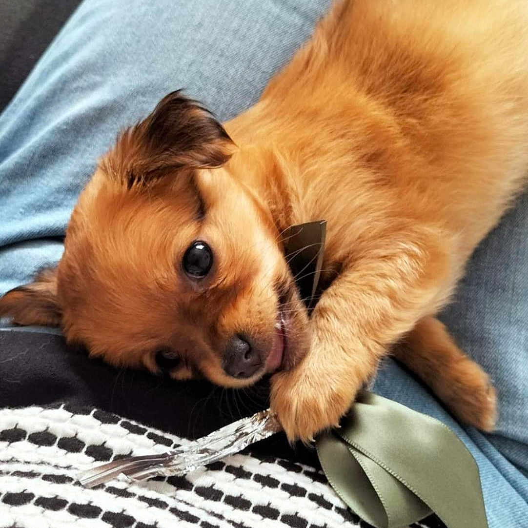 Abiss participe au concours pour gagner de l'argent avec cette photo : animal, blanket, canine, chihuahua, cockerspaniel, couch, cushion, dog, furniture, goldenretriever, homedecor, hound, papillon, person, pet, puppy, sleeping