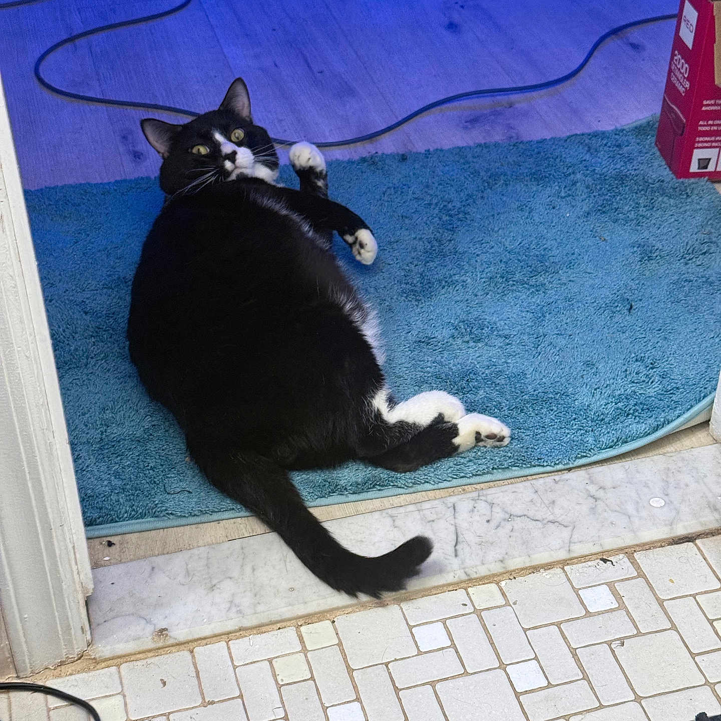 Boseph joined the competition — help win amazing prizes! animal, black_and_white, black_tail, carpet, cat, cord, cute, domestic, doorway, feline, floor, home, indoor, looking_up, pet, relaxed, resting, rug, tile_floor, white_paws