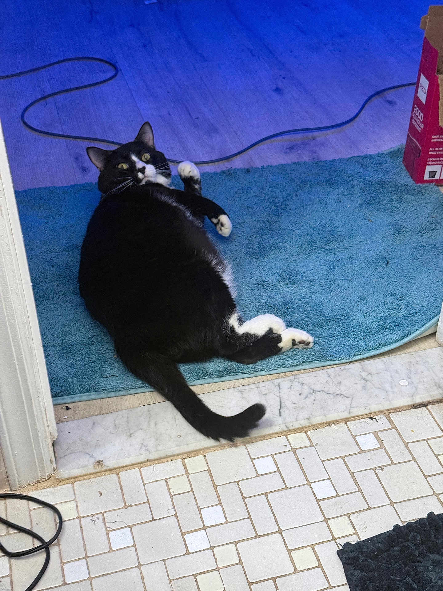 Boseph joined the competition — help win amazing prizes! cat, black_and_white, indoor, rug, floor, doorway, tile_floor, cord, pet, animal, relaxed, looking_up, white_paws, home, carpet, black_tail, feline, cute, domestic, resting