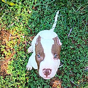 Capone is registered to the contest to win money with this photo: puppy, dog, white, brown, grass, clover, outdoor, nature, young, pet, cute, animal, green, small, playful, fur, leaf, summer, sunlight, ground