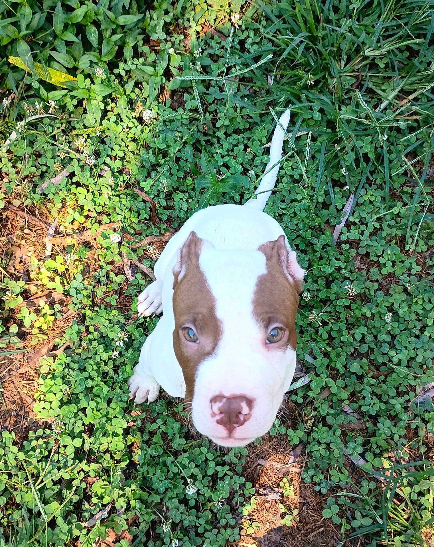 Capone is registered to the contest to win money with this photo: puppy, dog, white, brown, grass, clover, outdoor, nature, young, pet, cute, animal, green, small, playful, fur, leaf, summer, sunlight, ground