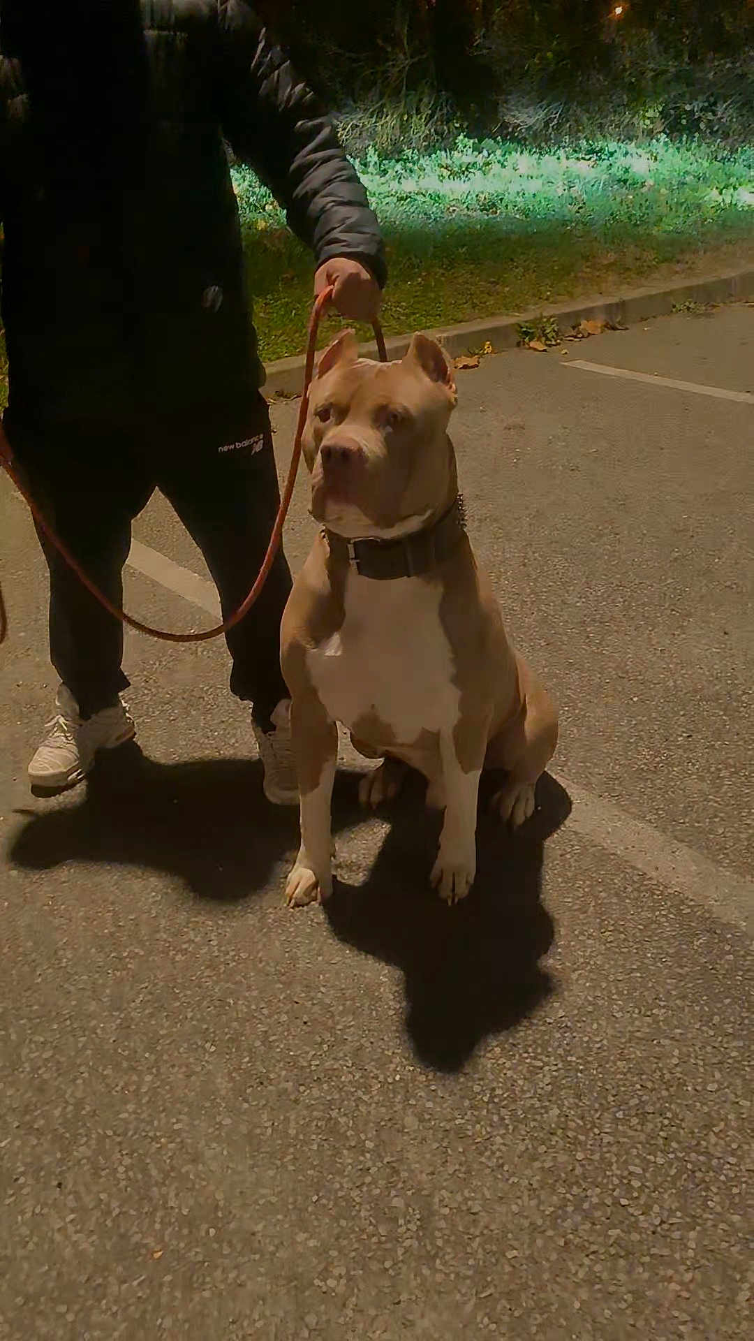 Boss a rejoint le concours — aidez-le/la à gagner de superbes lots ! dog, leash, person, pavement, nighttime, shadow, grass, sidewalk, sneakers, jacket, outdoor, animal, pet, obedient, parking_lot, dark_clothing, walking, canine, evening, quiet