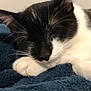 cat, black_and_white, sleeping, close_up, paw, whiskers, feline, fur, cute, pet, domestic_animal, relaxing, cozy, indoor, resting, animal, soft_texture, blanket, nap, quiet