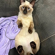 Kirina is registered to the contest to win money with this photo: animal, blue_eyes, cat, clothing, couch, cute, domestic, fluffy, fur, gray_couch, indoor, lying_down, paws, pet, purple_hoodie, relaxed, siamese_cat, soft, tail, whiskers