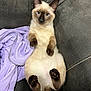 animal, blue_eyes, cat, clothing, couch, cute, domestic, fluffy, fur, gray_couch, indoor, lying_down, paws, pet, purple_hoodie, relaxed, siamese_cat, soft, tail, whiskers