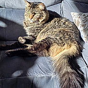 Aswang is registered to the contest to win money with this photo: cat, tabby, feline, pet, animal, couch, indoor, sunlight, fur, relaxing, fluffy, green_eyes, domestic_cat, resting, cozy, shadow, portrait, living_room, seated, whiskers