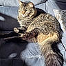 cat, tabby, feline, pet, animal, couch, indoor, sunlight, fur, relaxing, fluffy, green_eyes, domestic_cat, resting, cozy, shadow, portrait, living_room, seated, whiskers