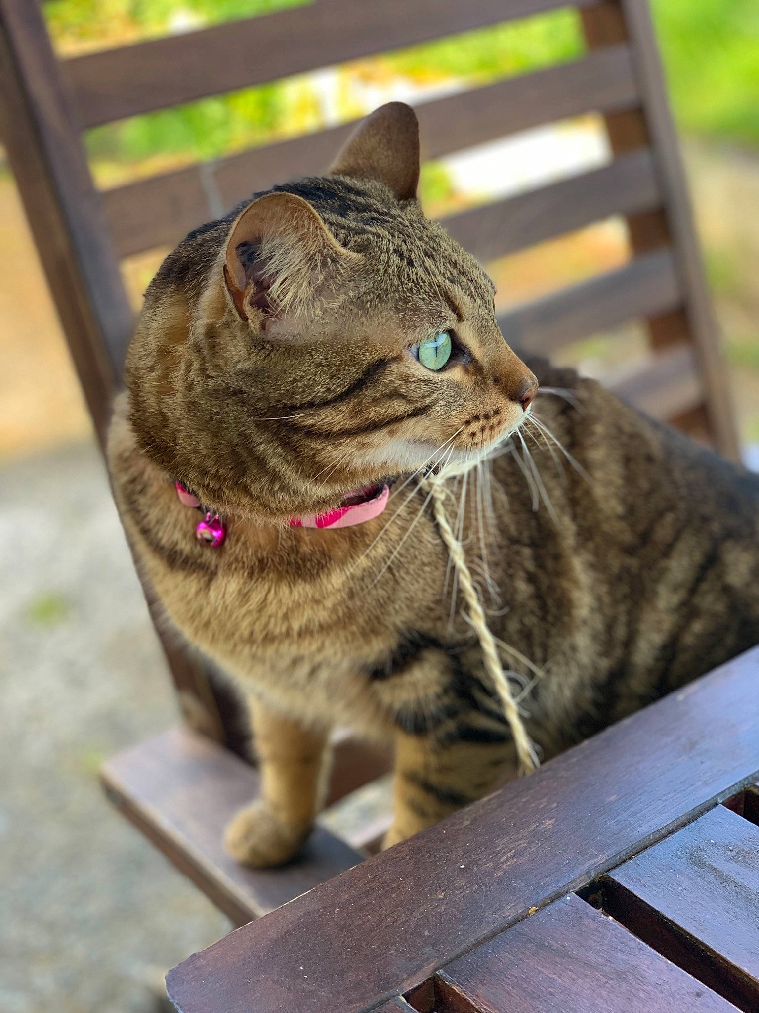 Nala participe au concours pour gagner de l'argent avec cette photo : american_shorthair, asian, british_shorthair, carnivore, cat, domestic_short_haired_cat, dragon_li, european_shorthair, eye, facial_expression, fawn, felidae, fur, ocicat, sitting, small_to_medium_sized_cats, snout, tabby_cat, whiskers, wild_cat