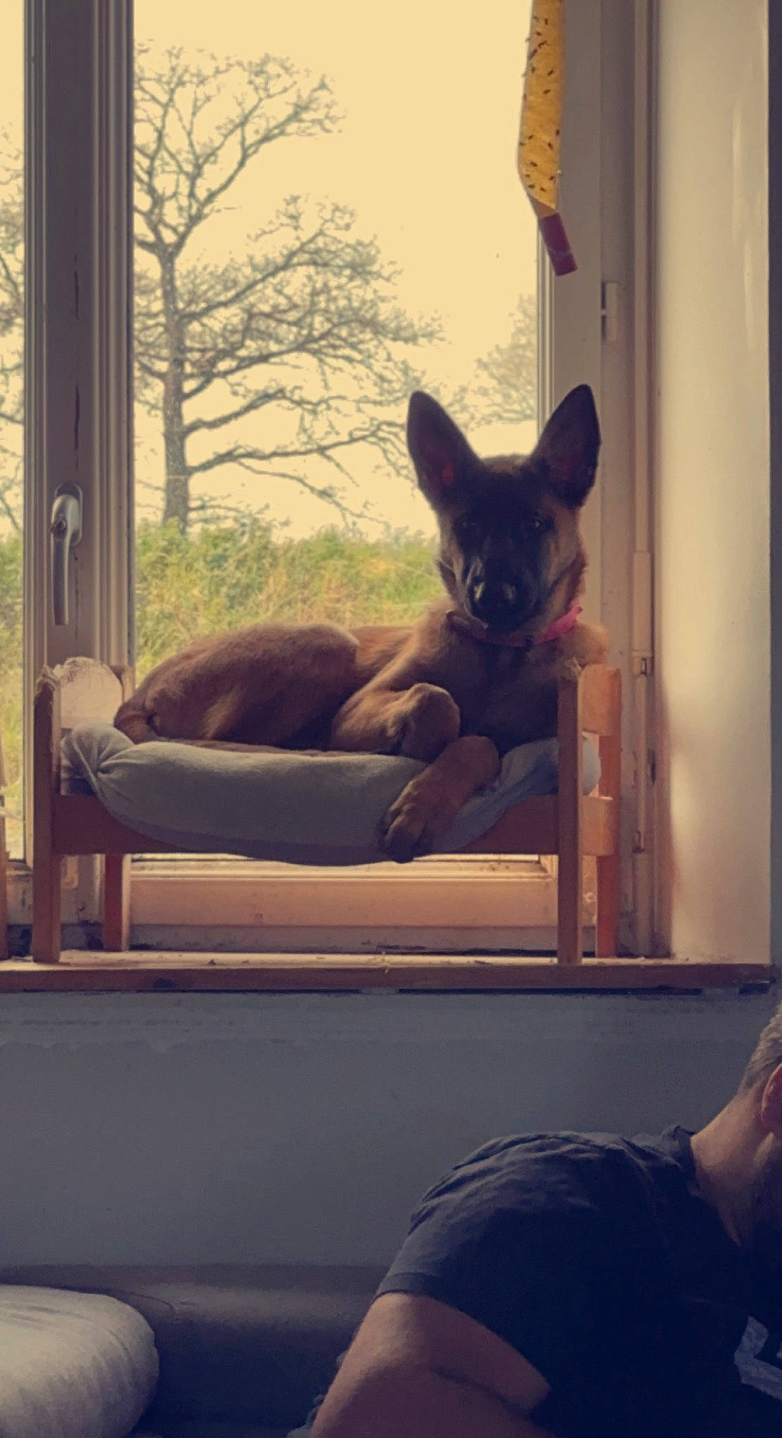 Tokyo a rejoint le concours — aidez-le/la à gagner de superbes lots ! carnivore, cat, comfort, companion_dog, dog_breed, domestic_short_haired_cat, fawn, felidae, fur, grey, room, sitting, small_to_medium_sized_cats, tail, tints_and_shades, tree, vertebrate, whiskers, window, wood