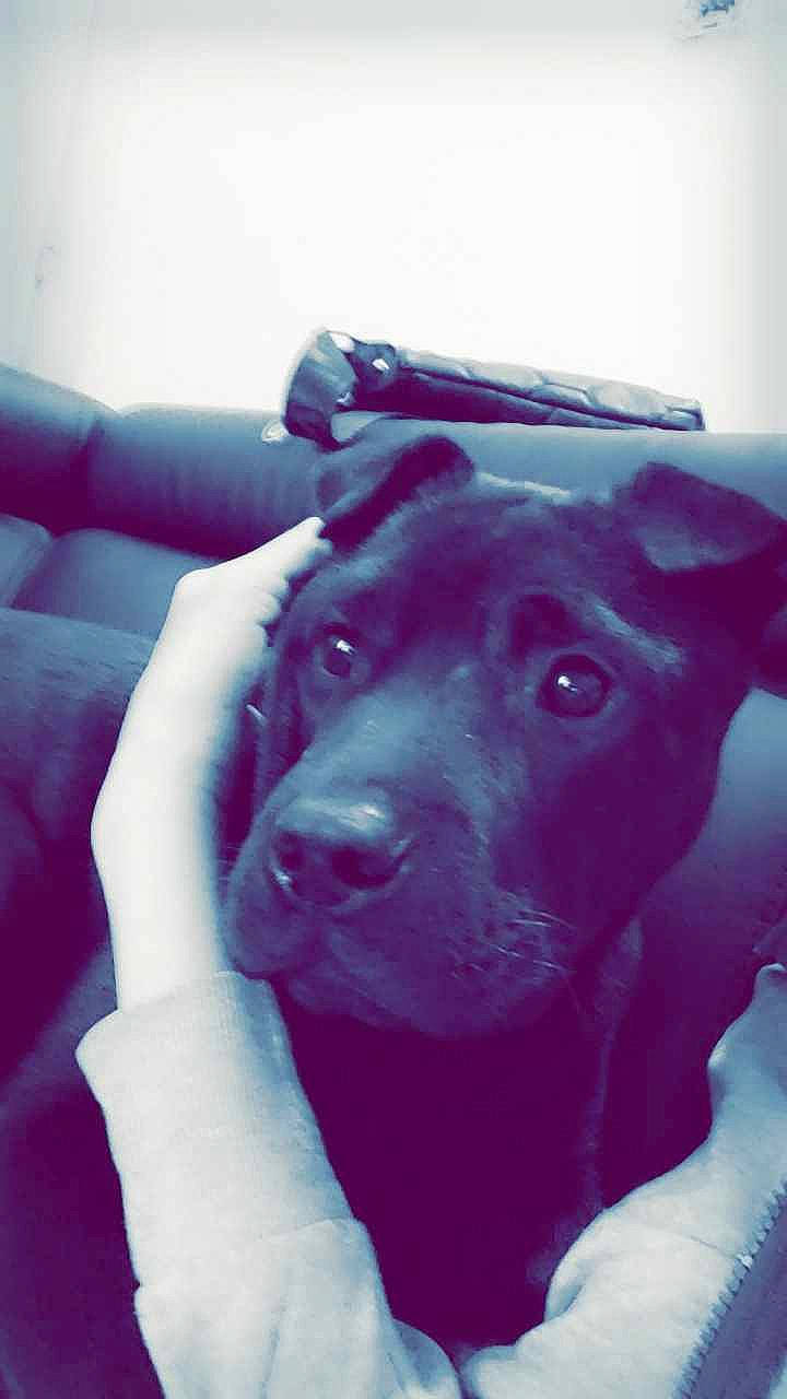 Blako participe au concours pour gagner de l'argent avec cette photo : canidae, carnivore, comfort, companion_dog, dog, dog_breed, ear, elbow, electric_blue, fawn, fur, gesture, guard_dog, head, magenta, purple, sitting, snout, sporting_group, working_animal