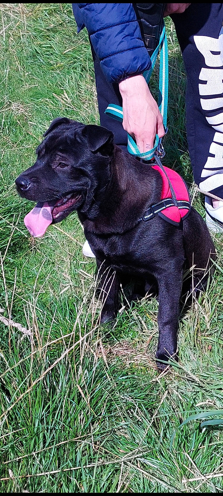 Blako participe au concours pour gagner de l'argent avec cette photo : borador, canidae, carnivore, collar, companion_dog, dog, dog_breed, dog_collar, fur, grass, gun_dog, hat, hunting_dog, liver, pointing_breed, snout, sporting_group, tail, working_animal, working_dog