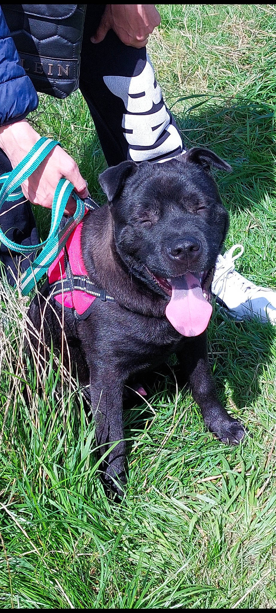 Blako a rejoint le concours — aidez-le/la à gagner de superbes lots ! adventure, canidae, carnivore, collar, companion_dog, dog, dog_breed, dog_collar, dog_supply, fashion_accessory, fur, grass, hat, leash, luggage_and_bags, plant, sporting_group, tail, walking, working_animal