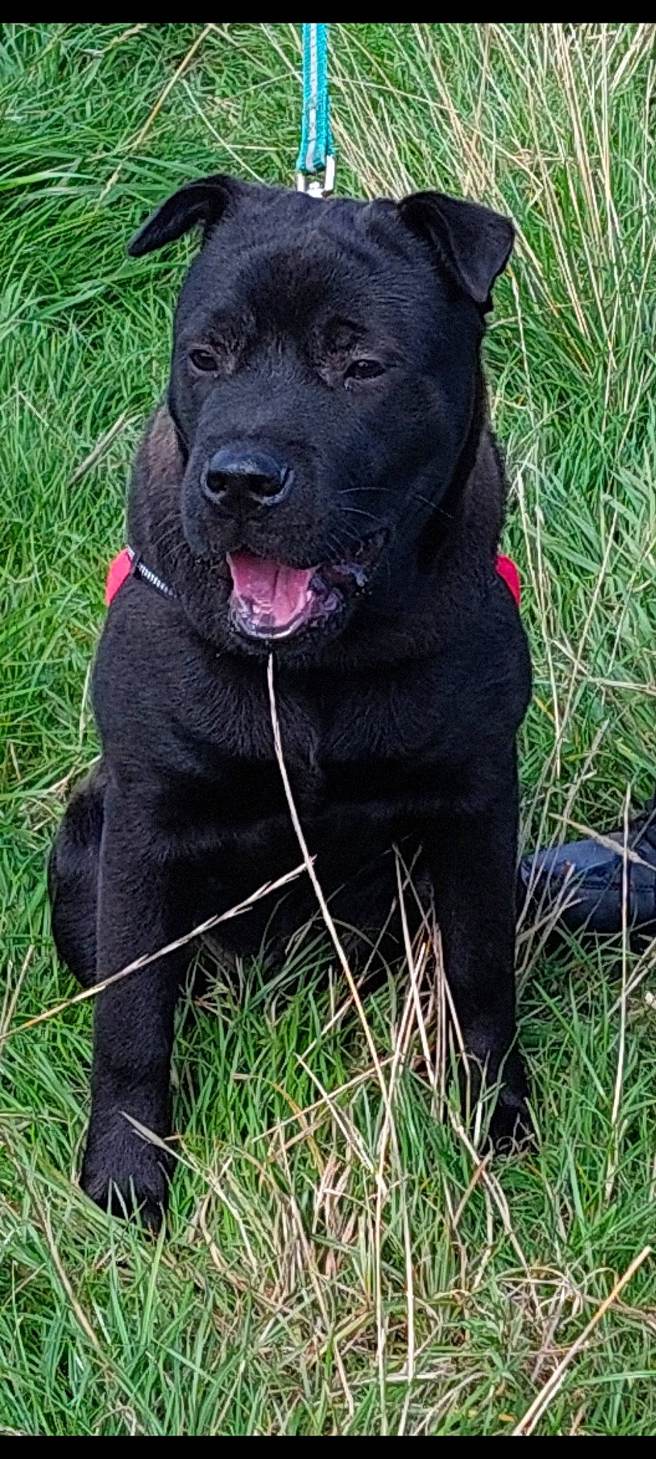 Blako participe au concours pour gagner de l'argent avec cette photo : borador, canidae, carnivore, collar, companion_dog, dog, dog_breed, dog_collar, fang, fur, grass, guard_dog, gun_dog, plant, pointing_breed, retriever, tail, terrestrial_animal, whiskers, working_animal