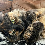 Styx is registered to the contest to win money with this photo: animal, blanket, brown, cat, close_up, couch, cozy, cute, domestic, feline, fur, green_eyes, indoor, paws, pet, relaxed, resting, soft, tortoiseshell, whiskers