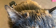 Styx is registered to the contest to win money with this photo: animal, background, blurry, carpet, cat, close_up, closeup, domestic_cat, ears, eye, face, feline, fur, home, indoor, pet, portrait, tortoiseshell, whiskers, yellow_eyes