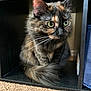 Styx joined the competition — help win amazing prizes! alert, animal, carpet, cat, closeup, cozy, cubicle, cute, domestic, feline, fur, furry, green_eyes, indoor, pet, resting, sitting, tail, tortoiseshell, whiskers