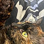 Styx is registered to the contest to win money with this photo: animal, blanket, cat, close_up, closeup, curious, eye, face, feline, fur, green_eye, indoor, lying_down, pattern, paw, pet, relaxed, soft, tortoiseshell, whiskers