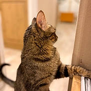 Hope joined the competition — help win amazing prizes! animal, blurred_background, cat, closeup, curious, domestic_cat, feline, fur, household, indoor, looking_away, mammal, paw, pet, side_view, standing, striped, tabby_cat, warm_lighting, wooden_surface