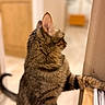 animal, blurred_background, cat, closeup, curious, domestic_cat, feline, fur, household, indoor, looking_away, mammal, paw, pet, side_view, standing, striped, tabby_cat, warm_lighting, wooden_surface
