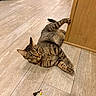 alert, animal, cabinet, cat, close_up, curious, domestic_cat, feline, flooring, indoor, paw, pet, playful, resting, striped, tabby_cat, toy, whiskers, wood_floor, wooden