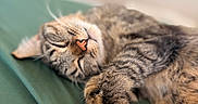 Hope joined the competition — help win amazing prizes! animal, bed, blanket, cat, closeup, cozy, cute, domestic_cat, fur, indoor, nap, nose, paws, pet, relaxation, rest, sleeping, soft_light, tabby_cat, whiskers