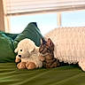 animal, blanket, cat, couch, cozy, curious, domestic_animal, fur, green_couch, home, indoor, natural_light, pet, resting, sheep_toy, soft_toy, stuffed_animal, tabby_cat, window, window_blinds
