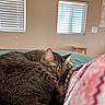 Hope is registered to the contest to win money with this photo: animal, bedroom, blanket, blinds, cat, closeup, comfort, cozy, curled_up, fur, furniture, indoor, nap, peaceful, pet, resting, sleeping, soft, tabby, window