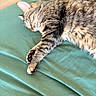 Hope is registered to the contest to win money with this photo: animal, blanket, cat, comfort, cozy, cute, domestic_animal, feline, fur, green, indoor, nap, paw, peaceful, pet, relaxation, resting, sleeping, tabby_cat, whiskers